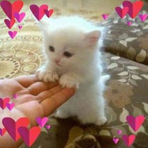 Meet your Posher, Rogi